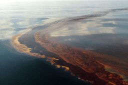 The genomic hunt for oil-degrading bacteria after the Deepwater Horizon blowout: More than the usual suspects