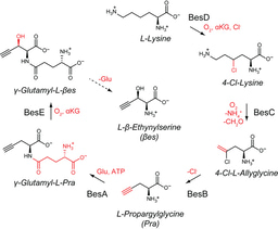 Biosynthesis of halogenated, alkene, and alkyne amino acids 