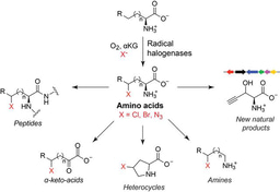 Chlorinating Nature's building blocks