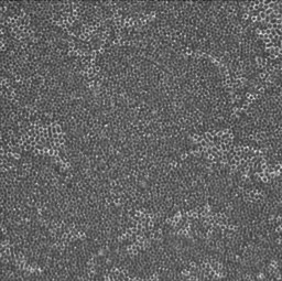 Let’s see where the phages take us