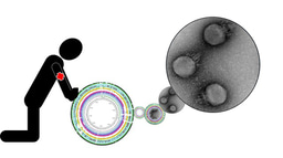 Breathing life into an in silico phage – the crAssphage story