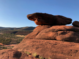 Protecting species safeguards humankind