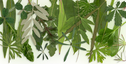 Operating instructions for using leaf traits as barometers