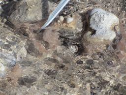 Extant relatives of ancient thermophilic microbes provide insights into life under low-oxygen