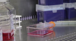 QMUL Science Alive: Tissue Culture