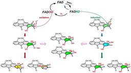 Flavin chemistry in epoxide ring opening reactions