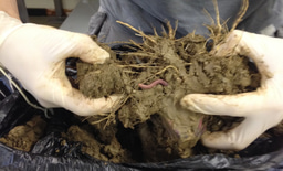 Teasing apart causal relationships between root exudates, the rhizosphere microbiota and plant-soil feedbacks 