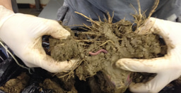 Teasing apart causal relationships between root exudates, the rhizosphere microbiota and plant-soil feedbacks 