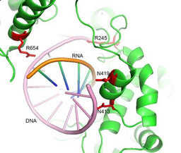 Hong Kong Cas9 engineers - making discovery with passion in the midst of turmoil