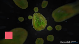 Modelling Cryptosporidium infection in human small intestinal and lung organoids 