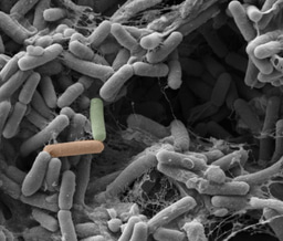COLLAPSE OF COOPERATION  AND EVOLUTION OF AUTONOMY DURING BIOFILM MATRIX PRODUCTION
