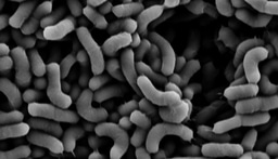 Metabolic rewiring of the probiotic bacterium Lacticaseibacillus rhamnosus GG contributes to cell-wall remodeling and antimicrobial production