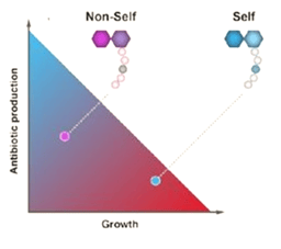 Sensing relatedness to fine-tune antibiotic production