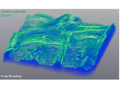 Calcium and Calcium Carbonate Promote Biofilm Formation and Microbial Virulence