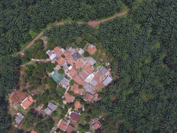 Does certifying oil palm help alleviate poverty? 
Lessons from RSPO in Indonesia