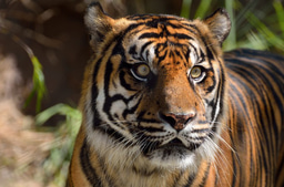 Tolerating tigers: do local beliefs offset human-wildlife conflicts?