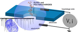 Tasty, Therapeutic or Toxic? Silicon Nitride Nanopores as a Single Molecule Glycomics Sensor