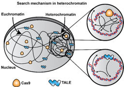 Seek, but you may not find: TALEN edits heterochromatin region of the genome more efficiently than Cas9