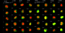 Every virus needs a companion