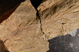 Unearthing the complex evolutionary origins of root branching