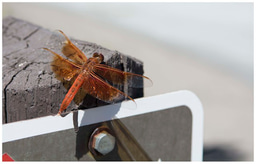 Calling on to Women MechEs