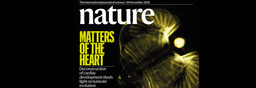 "Deconstruction" of cardiac development and the evolution of tunicate life styles.