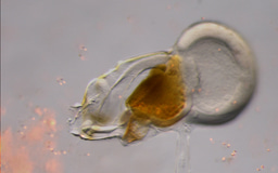 Are marine embryos ready to respond to climate change?