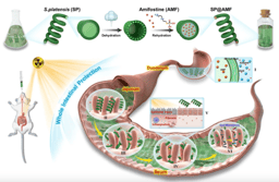 Microalgae oral drug carriers for gut microbiota homeostasis and intestinal disease/cancer treatment
