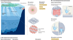 Nature-inspired micropatterns