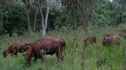 Silvopasture: produce livestock in forest understory for better soil structure and function
