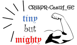 CRISPR-Cas12f_GE system: Big things come in small packages