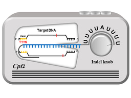 A tunable, highly-efficient CRISPR-Cpf1 system