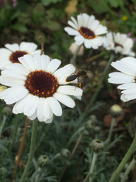 Wild pollinators, not just honeybees, need protection from pesticide use