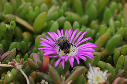 Sulfoxaflor reduces bumblebee reproductive success