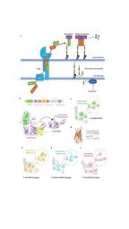 Keepers of the host: Paraprevotella spp. in the large intestine