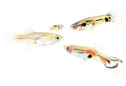 How the female [guppy] brain evaluates males