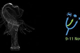 Marine organisms are exciting models for evo-devo 