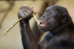 Old admixture in chimpanzees and bonobos