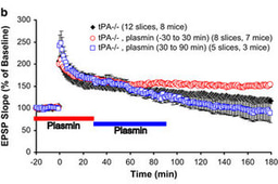 Editorial Summary: Extracellular and intracellular cleavages of proBDNF required at two distinct stages of late-phase LTP