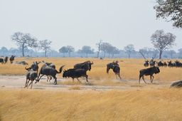 Can camera trap studies help protect African biodiversity?
