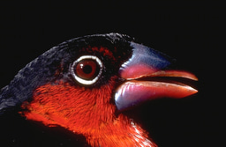 Remembering Africa's Congo Basin on Earth Day