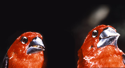 Cracking the problem of bill size