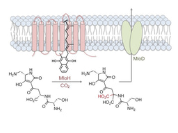 A vitamin K-dependent carboxylase orthologue is involved in antibiotic biosynthesis