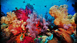 Undersea life provides an alternative for curing Tuberculosis