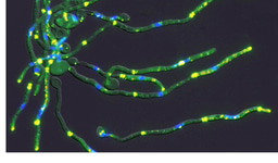 Transposon-mediated genome-wide mutagenesis in haploid Candida 