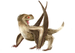 Pterosaurs had feathers