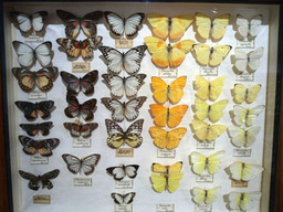 Has Natural History been under lockdown?