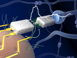 Bioinspired Bio-voltage Memristors