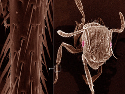 High-School Outreach Inspires Biomimetic Engineering of Ultrasensitive Sensors