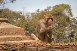 Where to look for Flaviviruses in Wildlife? 